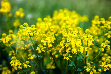 Fototapeta premium Yellow rapeseed flowers (Brassica napus)