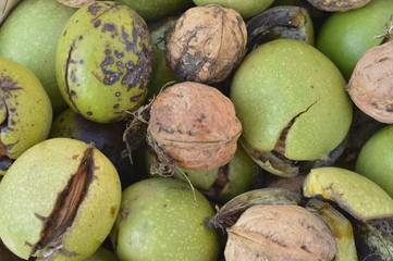 Various walnuts - with and without green shell

