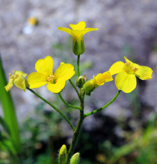 yellow wildflower