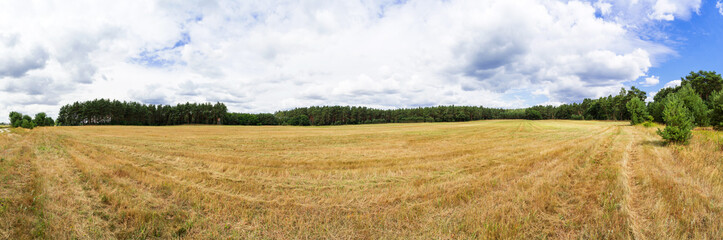 Fototapeta premium Abgemähtes Kornfeld