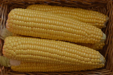 Golden, mature corn on cob
