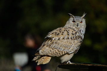 Obraz premium Wildpark