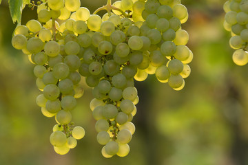 Weinreben 2016