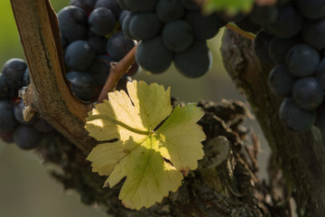 Weinreben 2016
