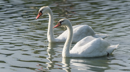 Mating pair of young white Mute swans (Cygnus Olor) swim gracefully around in morning sunlight in a woodland pond. 
