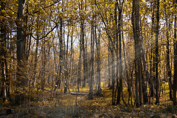 Thin trees in a wood in the Chilterns