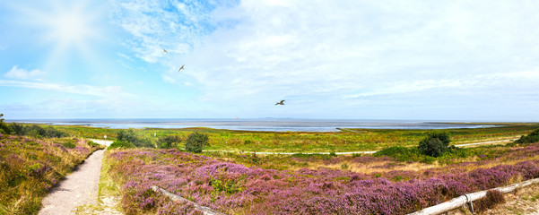 Blüte der Heideflächen in der Cuxhavener Küstenheide, Panorama