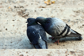 couple of doves in loving.