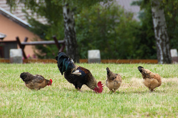 Rooster and chickens