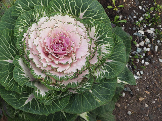 Ornamental kale top view