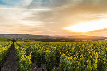 Grape fields in Epernay, France