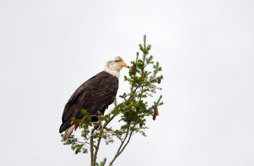 Bald Eagle sitting in a fir tree, Vancouver Island, Canada
