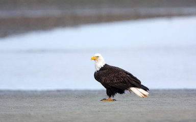 Bald Eagle standing on the beach, Vancouver Island, Canada