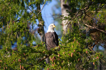 Bald Eagle sitting in a British Columbia rain forest, Vancouver Island, Canada