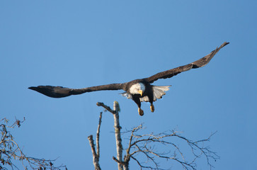 Bald Eagle in Flight, Vancouver Island, Canada