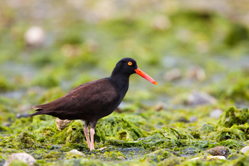 Black Oystercatcher walking on sea weed covered beach, Vancouver Island, Canada