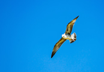 Gull Cormorant flying in the blue sky, nature background