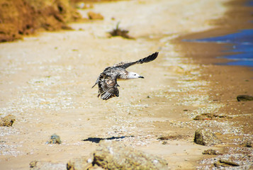 Cormorant Gull flying over the ocean sea, nature background