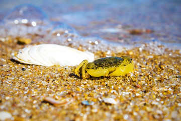 Marine crab on the sand on the beach, nature background