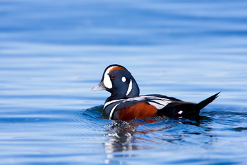 Male Harlequin Duck (histrionicus histrionicus) swimming in the ocean, Vancouver Island, Canada