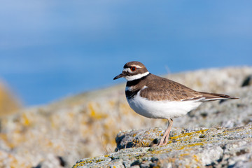 Killdeer standing on rock by the ocean