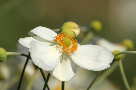 Japan Anemone