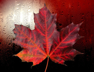 Red autumn maple leaf in rain