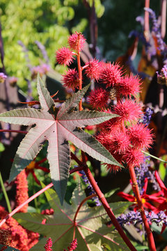 Wunderbaum Rizinus