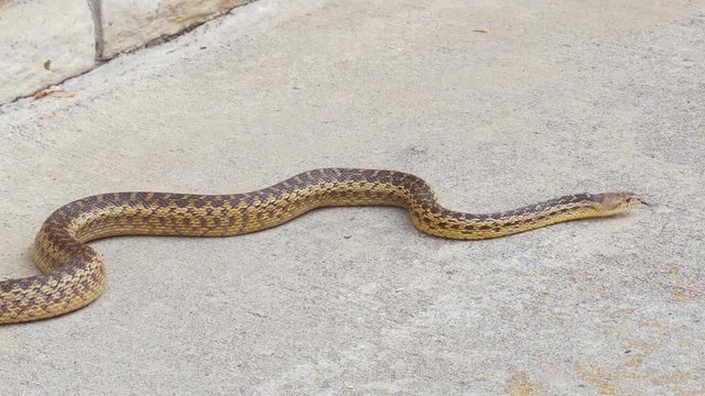 Pacific Gopher Snake In Home Patio Southern California. 4k