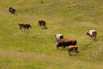 Mount Zlatibor, Serbia