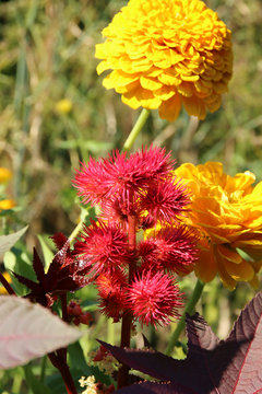 Wunderbaum Rizinus