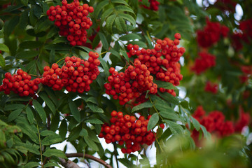 Ripe red Rowan in the branches of a tree