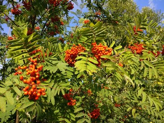 Tree berries 2016 2