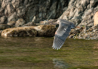 Heron in Flight