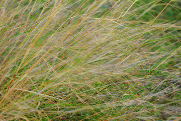 Movement of weeds in the wind