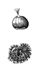 Hand drawn drawing of a chestnut