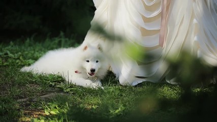 Down view through green branches on dog and woman wearing wedding dress.