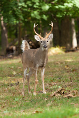 Naklejka na ściany i meble Whitetailed Deer Buck