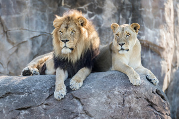 Lions on a Rock Looking Together © Joe Montiel