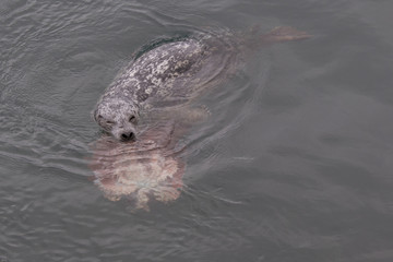 Obraz premium Seal versus the Octopus 2