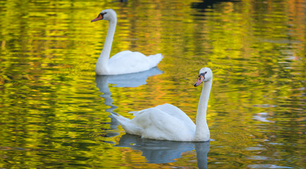 Fototapeta premium Mating pair of young white Mute swans (Cygnus Olor) swim gracefully around in morning sunlight in a woodland pond. 