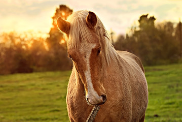 Wondeful horse in the nature in Argentina