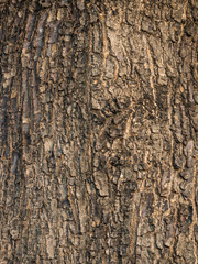 Bark textured
