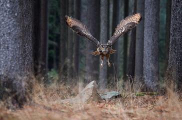 Obraz premium Eurasian Eagle Owl (Bubo Bubo) flying in the forest, close-up, wildlife photo.