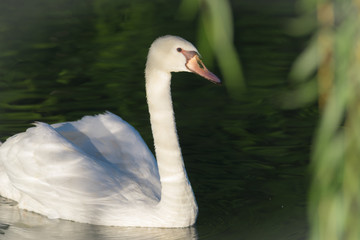 Graceful white Mute swan (Cygnus Olor) in morning sunlight as he swims about with a mate nearby in a woodland pond.