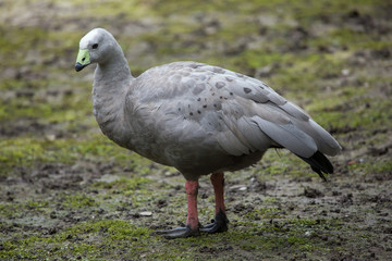 Cape barren goose (Cereopsis novaehollandiae).