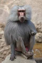 Hamadryas baboon (Papio hamadryas).