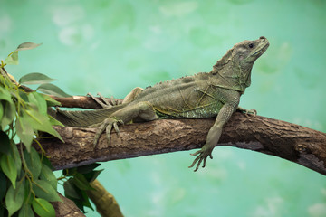 Weber's sailfin lizard (Hydrosaurus weberi).