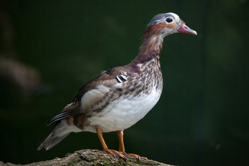 Mandarin duck (Aix galericulata).