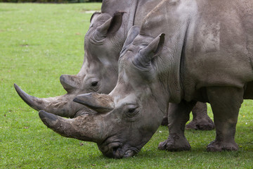 Obraz premium Southern white rhinoceros (Ceratotherium simum simum).
